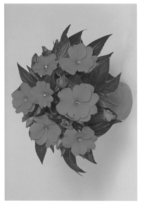 Figure 1 of US plant patent PP21083, the photograph of Fisnics Orred printed in the patent.