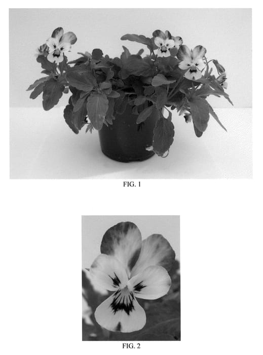 Figure 1 of US plant patent PP21084, the photograph of Balvijac printed in the patent.
