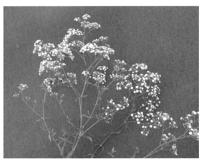 Figure 1 of US plant patent PP21086, the photograph of Fiorello printed in the patent.