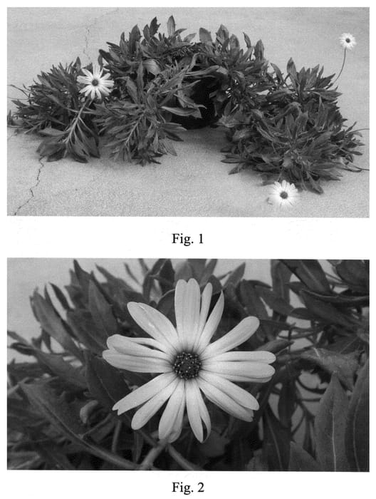 Figure 1 of US plant patent PP21087, the photograph of SAKOST3441 printed in the patent.