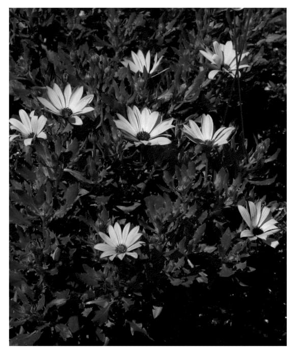 Figure 1 of US plant patent PP21088, the photograph of KLEOE08149 printed in the patent.