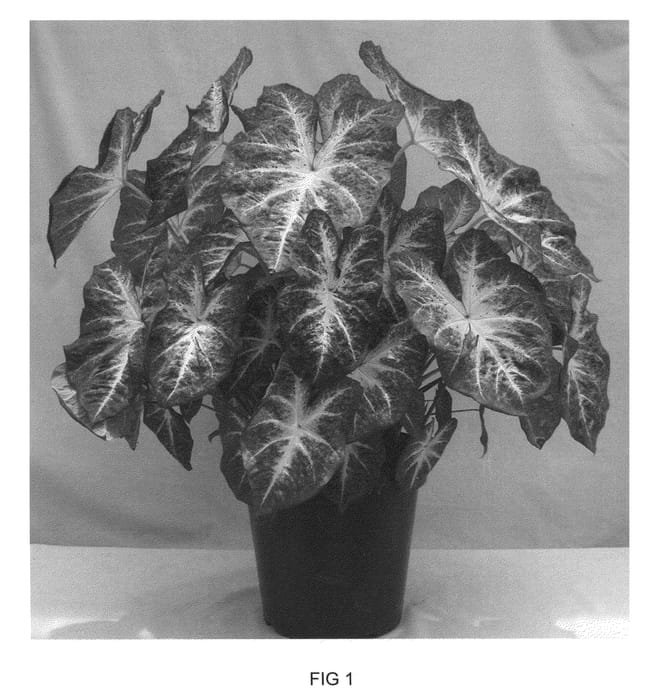 Figure 1 of US plant patent PP21089, the photograph of 75-14 printed in the patent.