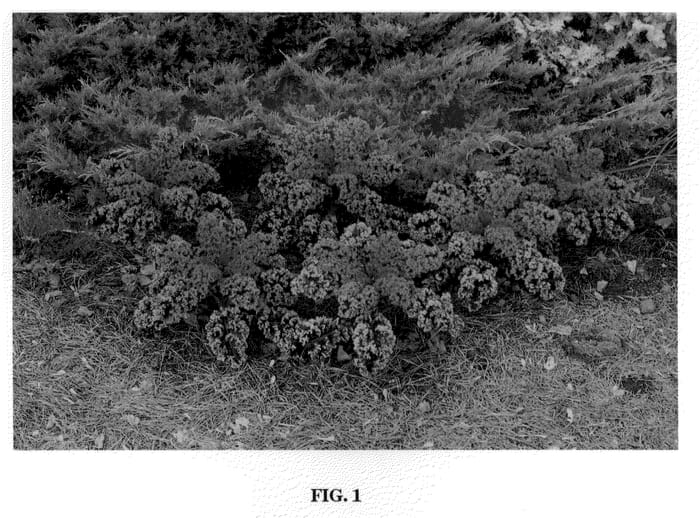 Figure 1 of US plant patent PP21090, the photograph of Kaleidoscope printed in the patent.
