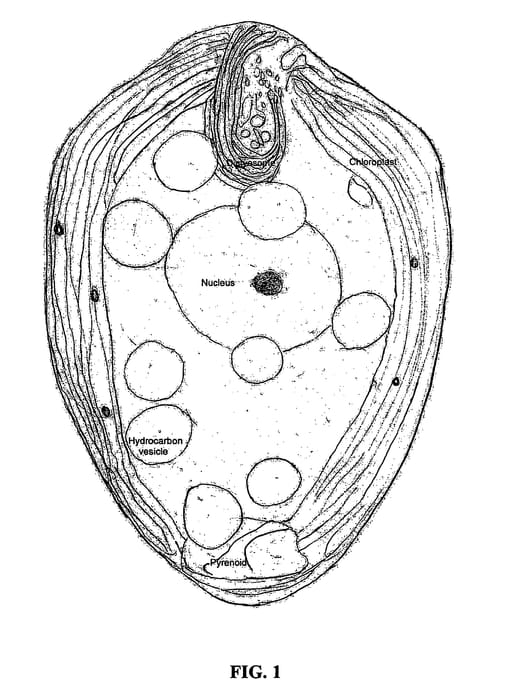 Figure 1 of US plant patent PP21091, the photograph of Ninsei printed in the patent.