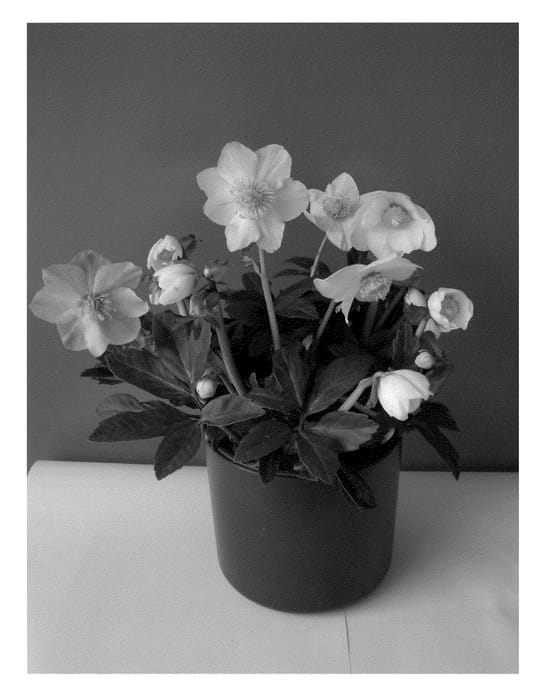 Figure 1 of US plant patent PP21092, the photograph of COSEH 220 printed in the patent.
