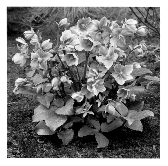 Figure 1 of US plant patent PP21093, the photograph of BLT02 printed in the patent.