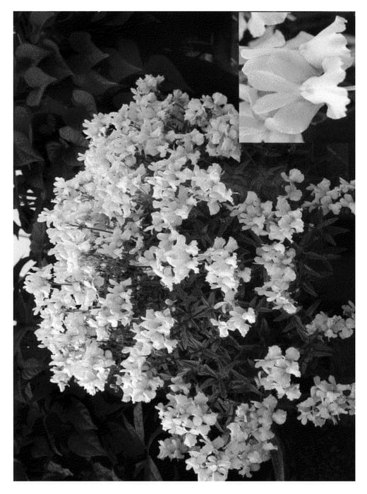 Figure 1 of US plant patent PP21094, the photograph of Cnem Pinka printed in the patent.