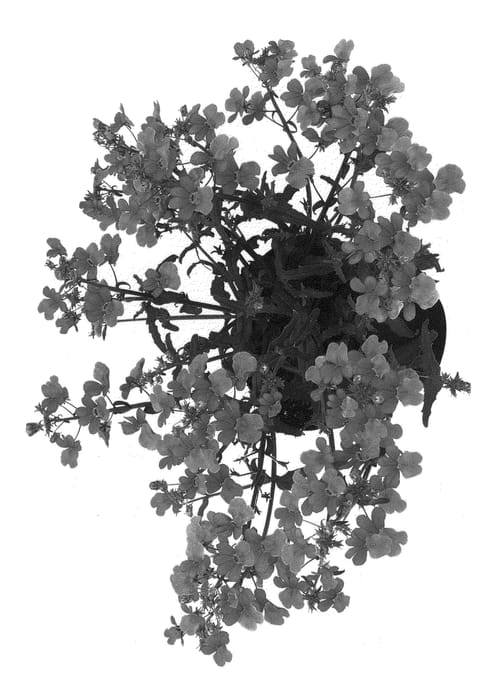 Figure 1 of US plant patent PP21095, the photograph of Innsunmara printed in the patent.