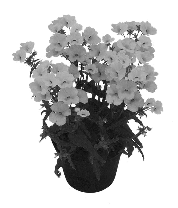 Figure 1 of US plant patent PP21096, the photograph of Innsuncara printed in the patent.