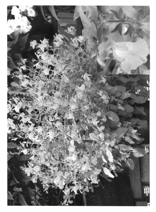 Figure 1 of US plant patent PP21097, the photograph of Mes Azur printed in the patent.