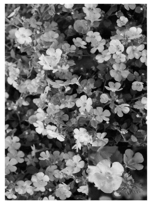 Figure 1 of US plant patent PP21098, the photograph of Cay Julav printed in the patent.
