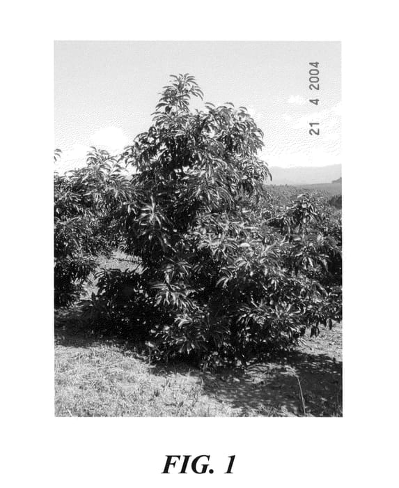 Figure 1 of US plant patent PP21099, the photograph of Maluma printed in the patent.