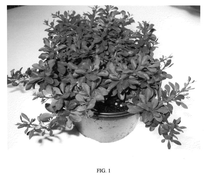 Figure 1 of US plant patent PP21100, the photograph of Fireball printed in the patent.