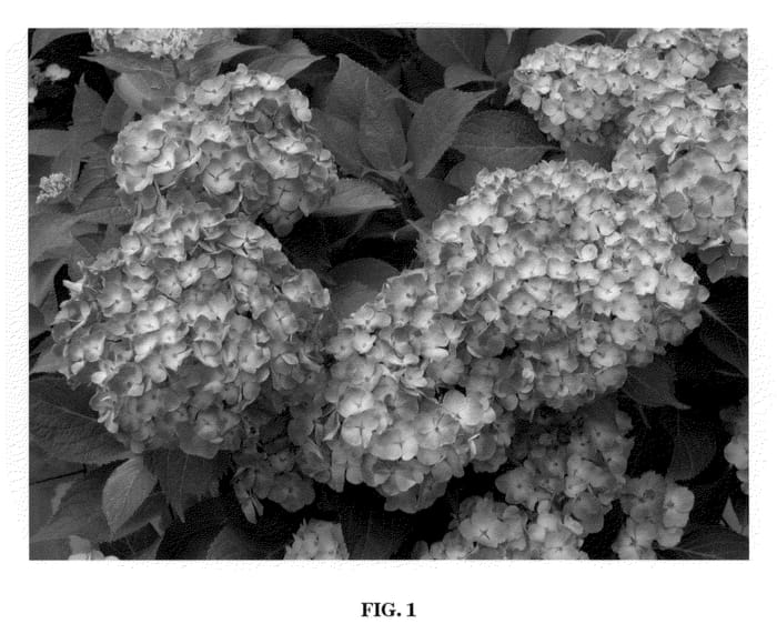 Figure 1 of US plant patent PP21101, the photograph of Lapis Lazuli printed in the patent.