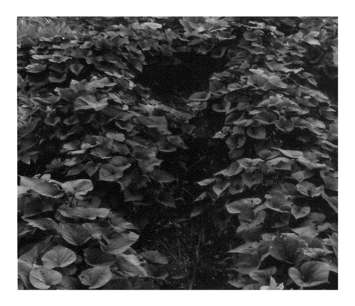 Figure 1 of US plant patent PP21102, the photograph of Kyuikukan 5 printed in the patent.