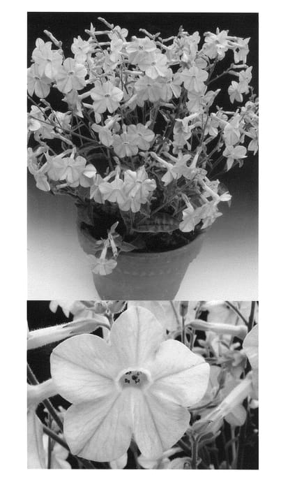 Figure 1 of US plant patent PP21103, the photograph of Suntabapapi printed in the patent.