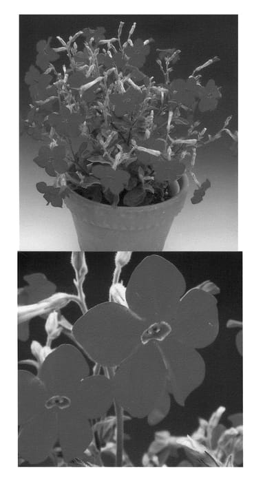 Figure 1 of US plant patent PP21104, the photograph of Suntabare printed in the patent.
