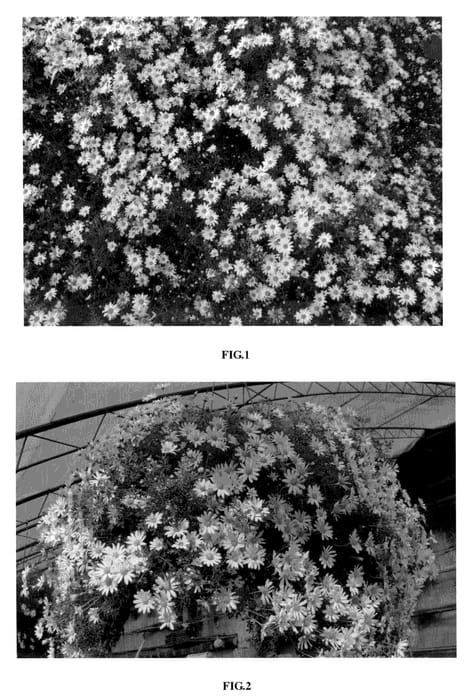 Figure 1 of US plant patent PP21105, the photograph of Taihang's Galaxy printed in the patent.
