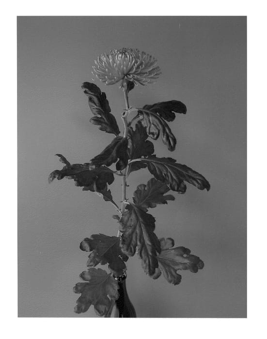 Figure 1 of US plant patent PP21106, the photograph of Anastasia Dark Green printed in the patent.