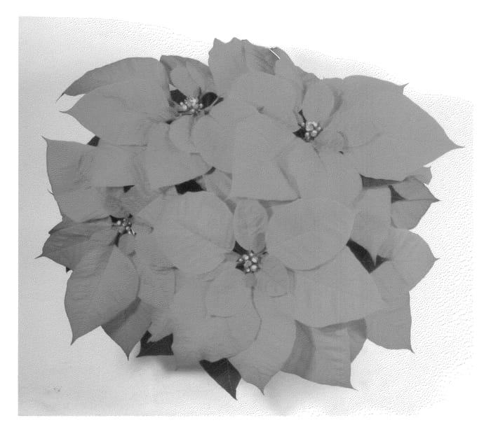 Figure 1 of US plant patent PP21107, the photograph of NPCW08153 printed in the patent.