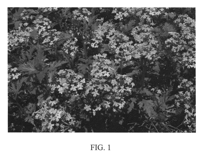 Figure 1 of US plant patent PP21108, the photograph of Radverb printed in the patent.