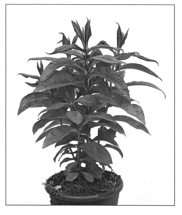 Figure 1 of US plant patent PP21109, the photograph of Ditomsur printed in the patent.