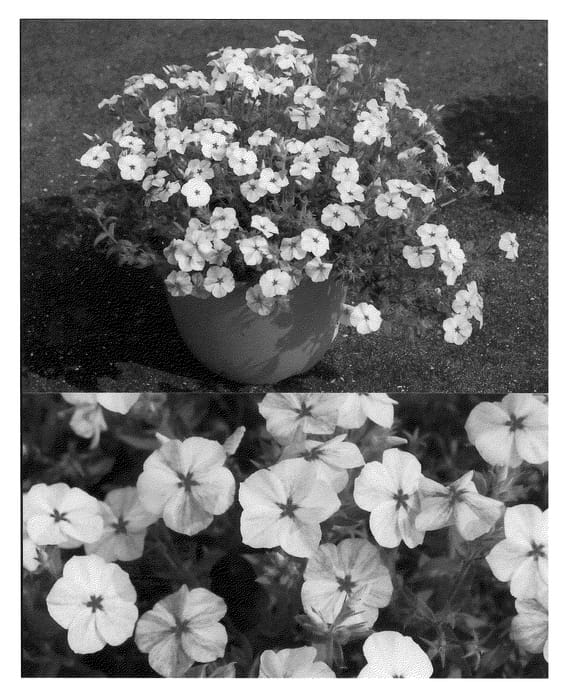 Figure 1 of US plant patent PP21110, the photograph of Sunphlosupapi printed in the patent.
