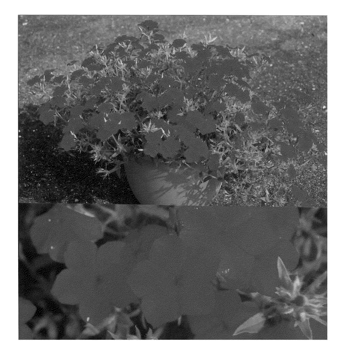 Figure 1 of US plant patent PP21111, the photograph of Sunphlorozu printed in the patent.