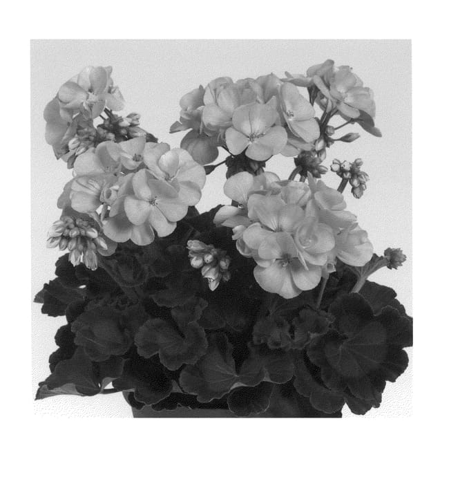 Figure 1 of US plant patent PP21112, the photograph of Dueimgab printed in the patent.