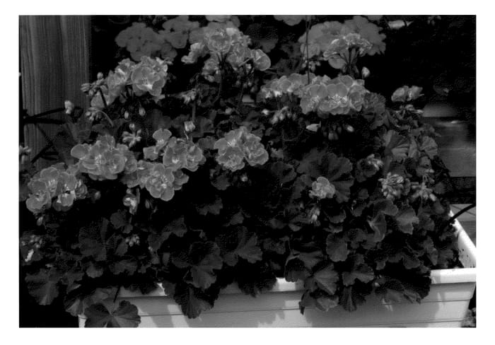 Figure 1 of US plant patent PP21113, the photograph of KLEPZ08231 printed in the patent.