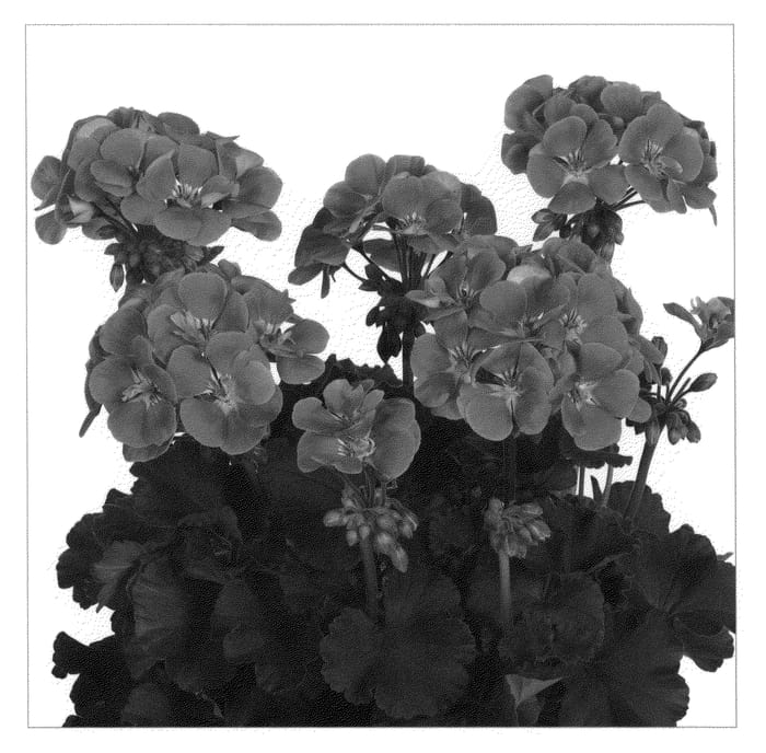 Figure 1 of US plant patent PP21114, the photograph of Duetemefi printed in the patent.