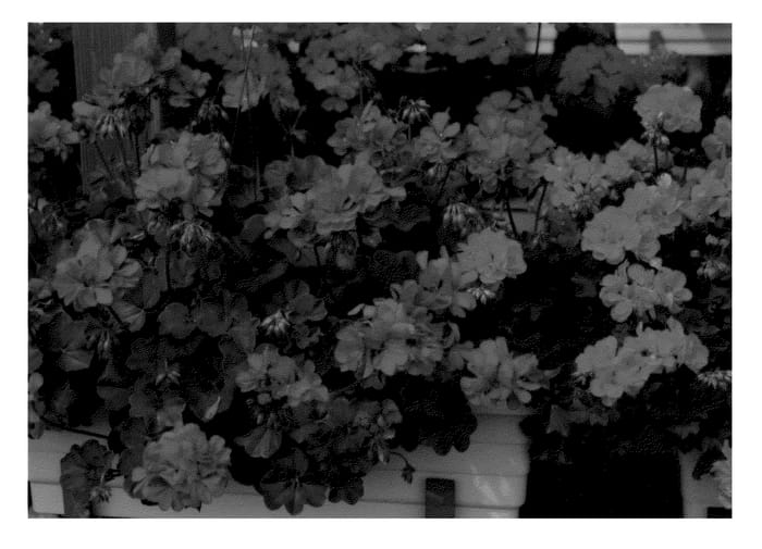 Figure 1 of US plant patent PP21115, the photograph of KLEPP08207 printed in the patent.