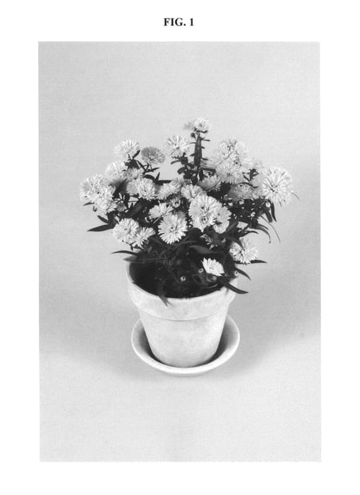 Figure 1 of US plant patent PP21116, the photograph of DASDEM printed in the patent.
