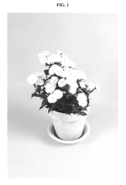 Figure 1 of US plant patent PP21117, the photograph of Dasjes printed in the patent.