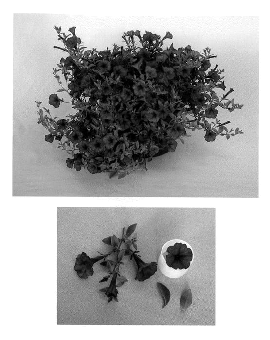 Figure 1 of US plant patent PP21118, the photograph of MP3 printed in the patent.
