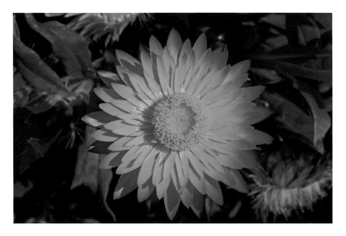 Figure 1 of US plant patent PP21119, the photograph of KLEBB08398 printed in the patent.
