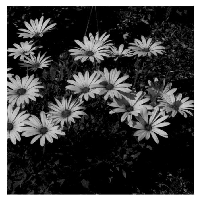 Figure 1 of US plant patent PP21121, the photograph of KLEOE08161 printed in the patent.