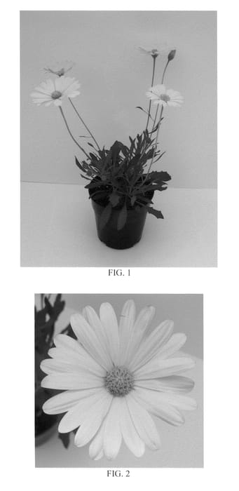 Figure 1 of US plant patent PP21122, the photograph of Balvoyelo printed in the patent.