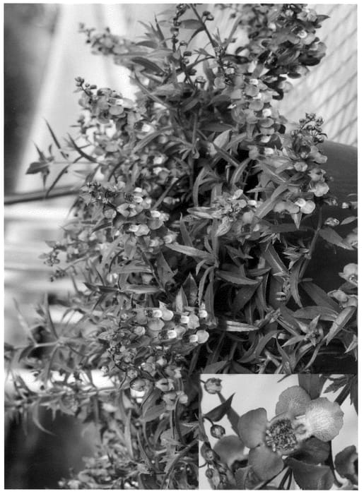 Figure 1 of US plant patent PP21123, the photograph of Cas Lavener printed in the patent.