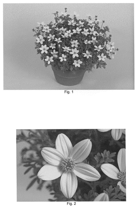 Figure 1 of US plant patent PP21124, the photograph of Fisbicom printed in the patent.