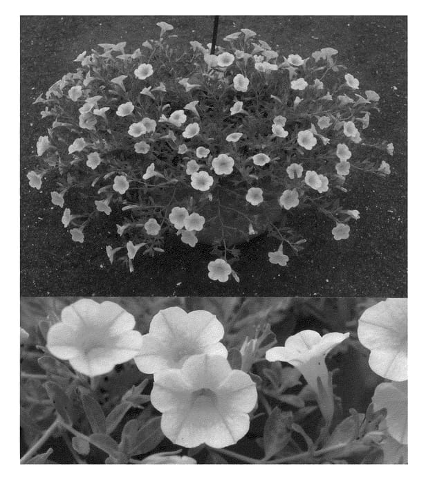 Figure 1 of US plant patent PP21125, the photograph of Suncalkuki printed in the patent.