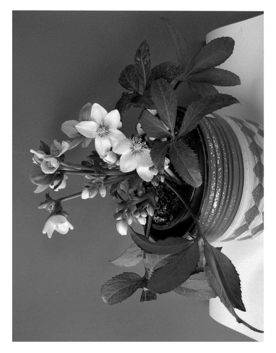 Figure 1 of US plant patent PP21126, the photograph of EMMA printed in the patent.