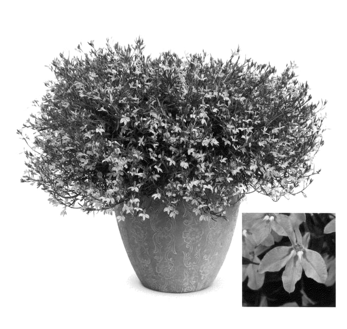 Figure 1 of US plant patent PP21127, the photograph of Loplipw08 printed in the patent.