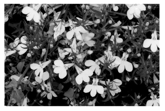 Figure 1 of US plant patent PP21128, the photograph of KLELE08621 printed in the patent.