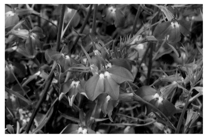 Figure 1 of US plant patent PP21129, the photograph of KLELE08623 printed in the patent.