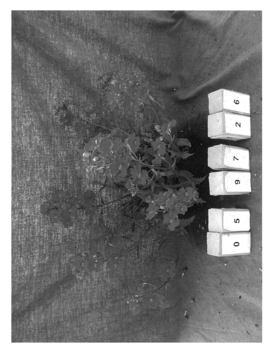Figure 1 of US plant patent PP21130, the photograph of Innsuntama printed in the patent.
