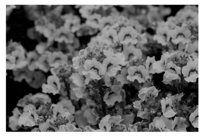 Figure 1 of US plant patent PP21131, the photograph of KLENH08459 printed in the patent.