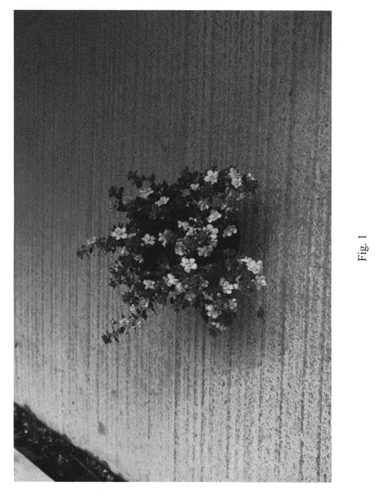 Figure 1 of US plant patent PP21132, the photograph of Sumsut 05 printed in the patent.