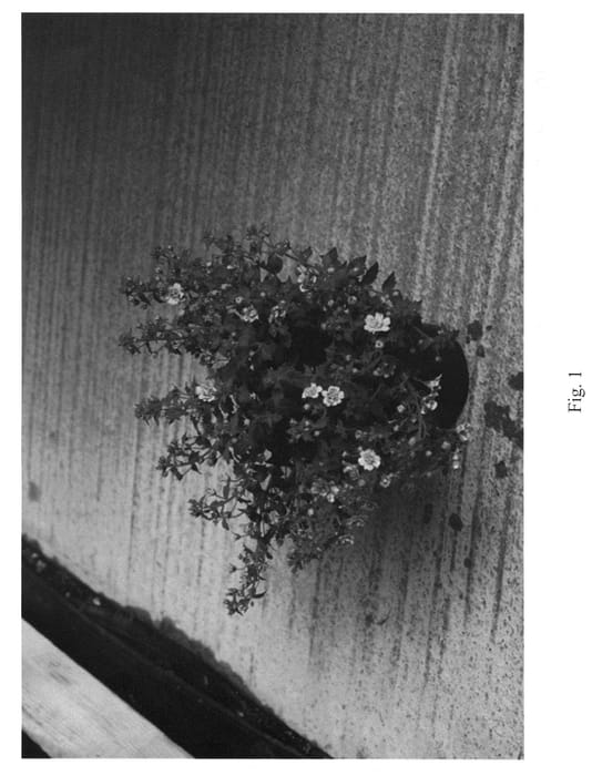 Figure 1 of US plant patent PP21133, the photograph of Sumsut 04 printed in the patent.