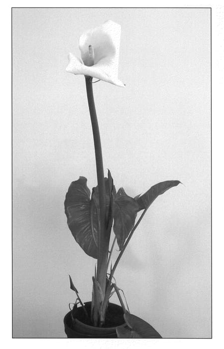 Figure 1 of US plant patent PP21134, the photograph of Flamingo printed in the patent.